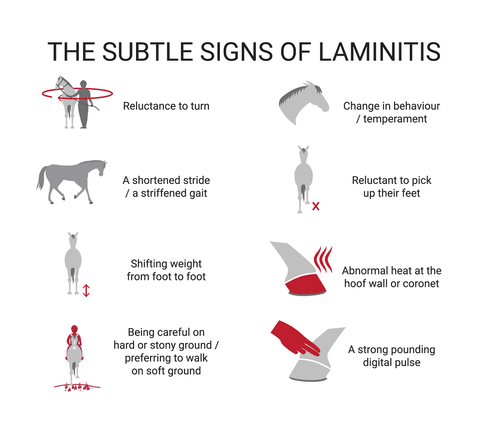 Founder | Laminitis. Can Hoof Doctor help or not? - Hoof Doctor