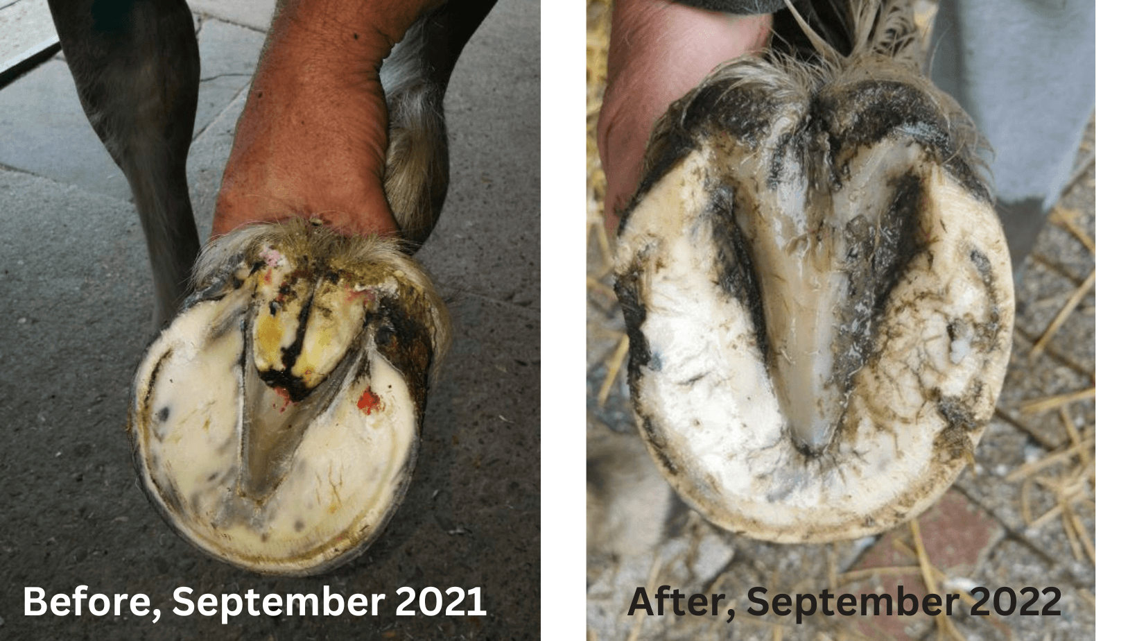 CANKER CASE STUDY From Netherlands Equine One Canada canker-case-study-from-netherlands-equine-one-canada